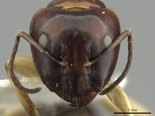 Camponotus darlingtoni - CASENT0915748