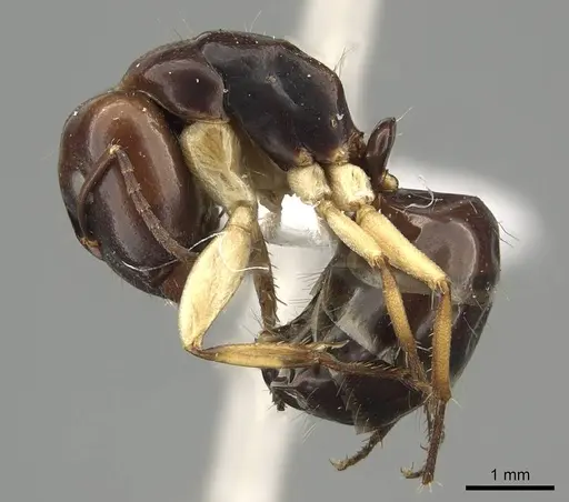Camponotus darlingtoni - CASENT0915748