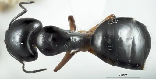 Camponotus darlingtoni - JDM32-001120