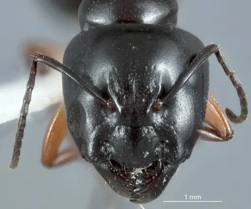 Camponotus darlingtoni - JDM32-001120