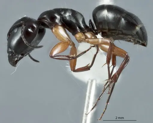 Camponotus darlingtoni - JDM32-001120