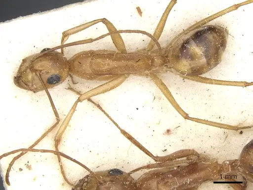 Camponotus debellator specimen