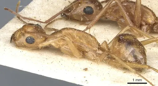 Camponotus debellator specimen