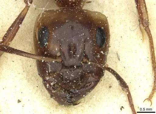 Camponotus debellator - CASENT0911708