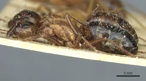 Camponotus debellator - CASENT0911708