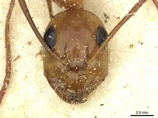 Camponotus debellator - CASENT0911709
