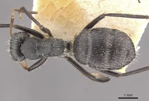 Camponotus decessor specimen