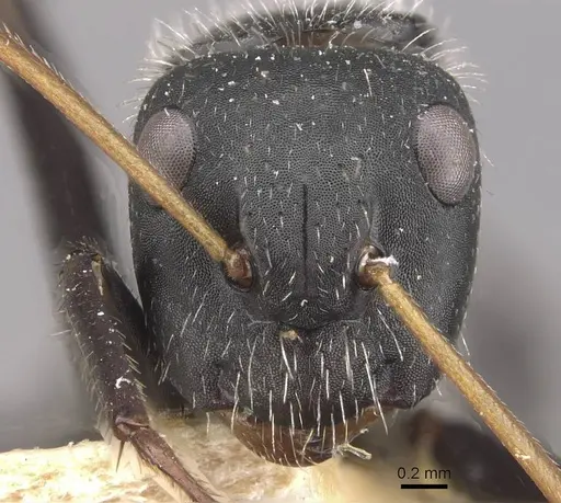Camponotus decessor specimen