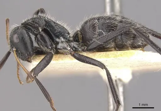 Camponotus decessor specimen