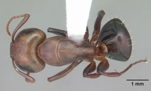 Camponotus decipiens specimen