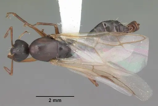 Camponotus decipiens - CASENT0103662