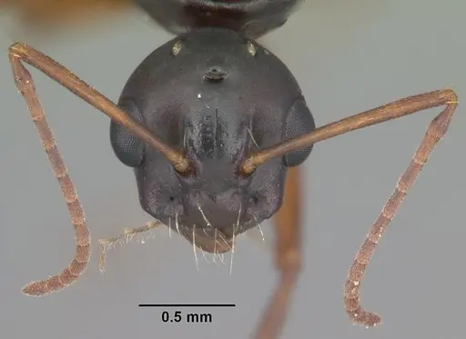 Camponotus decipiens - CASENT0103662