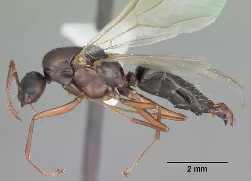 Camponotus decipiens - CASENT0103662