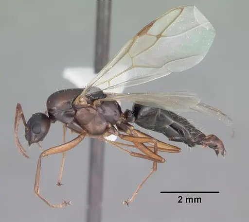 Camponotus decipiens - CASENT0103662