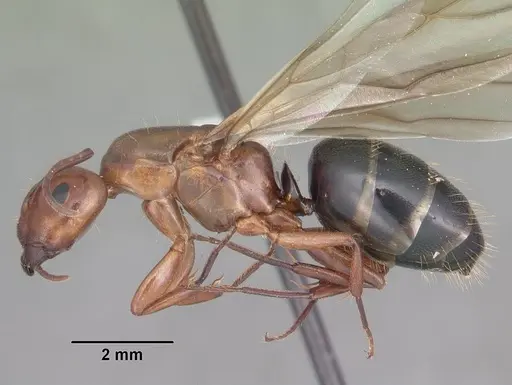 Camponotus decipiens - CASENT0103665