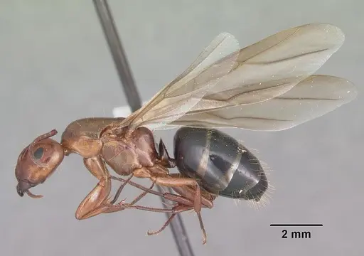 Camponotus decipiens - CASENT0103665