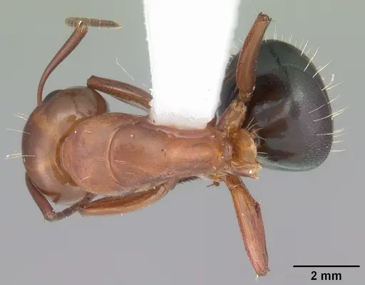 Camponotus decipiens - CASENT0103666