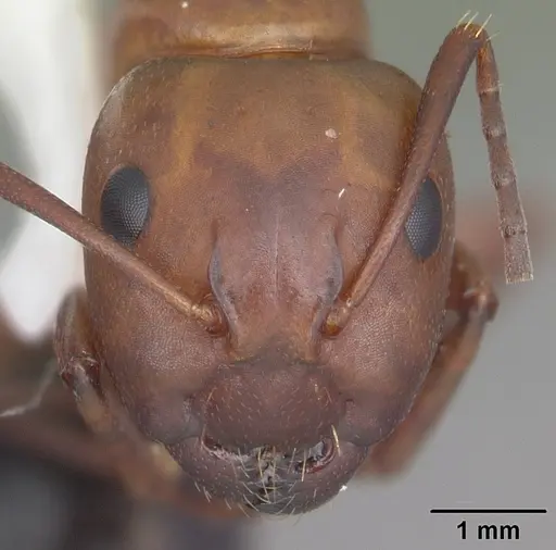 Camponotus decipiens - CASENT0103666