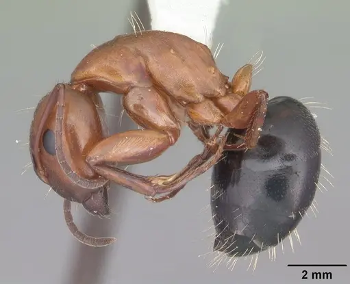Camponotus decipiens - CASENT0103666
