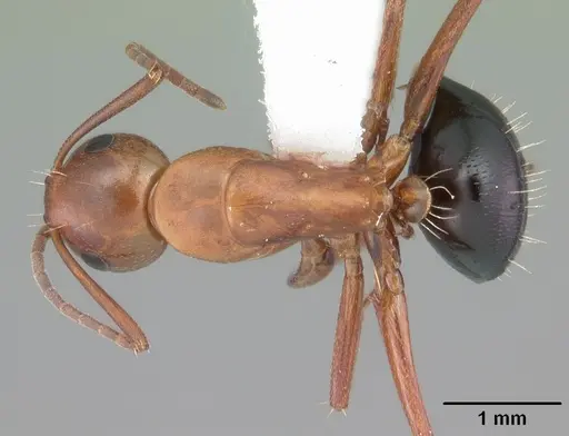 Camponotus decipiens - CASENT0103667
