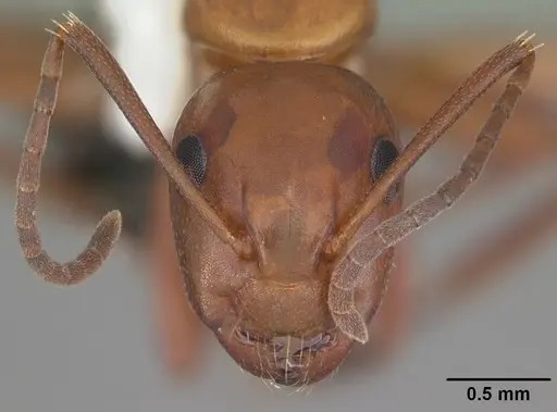 Camponotus decipiens - CASENT0103667