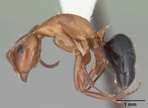 Camponotus decipiens - CASENT0103667