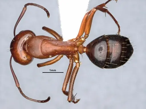 Camponotus decipiens - CASENT0220424