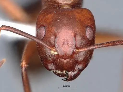 Camponotus decipiens - CASENT0220424
