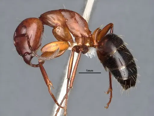 Camponotus decipiens - CASENT0220424