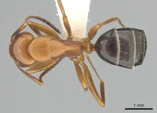 Camponotus decipiens - CASENT0249367