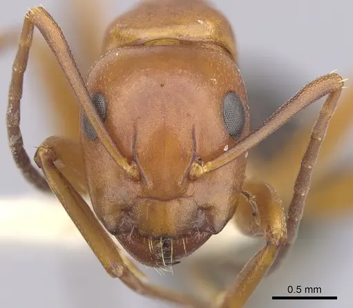 Camponotus decipiens - CASENT0249367