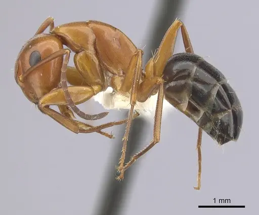 Camponotus decipiens - CASENT0249367