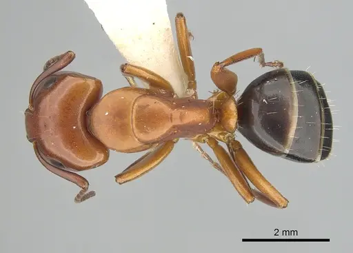 Camponotus decipiens - CASENT0249368