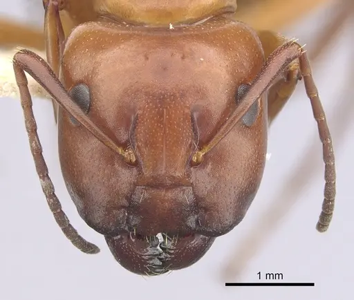 Camponotus decipiens - CASENT0249368