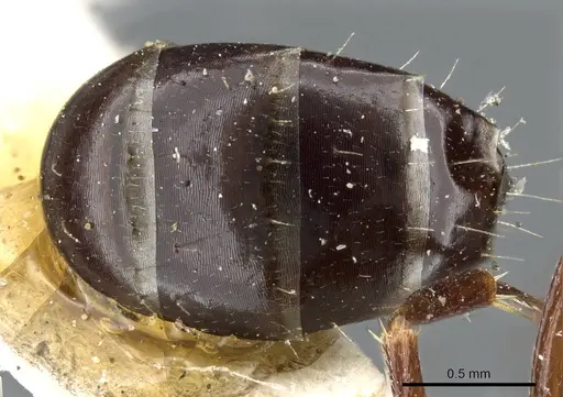 Camponotus decipiens - CASENT0905404