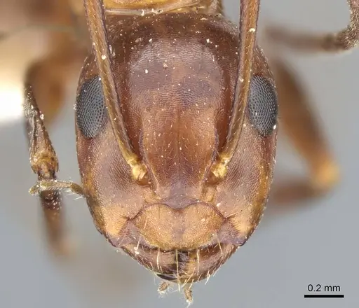 Camponotus decipiens - CASENT0905404