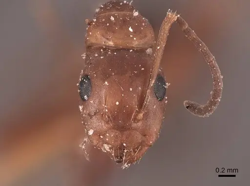 Camponotus decipiens - FMNHINS0000045842