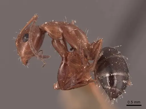 Camponotus decipiens - FMNHINS0000045842