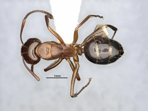 Camponotus decipiens - MEM290584