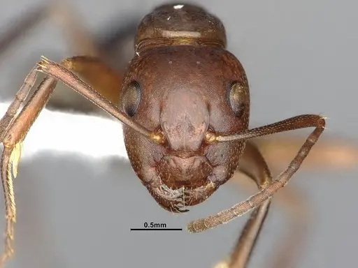 Camponotus decipiens - MEM290584