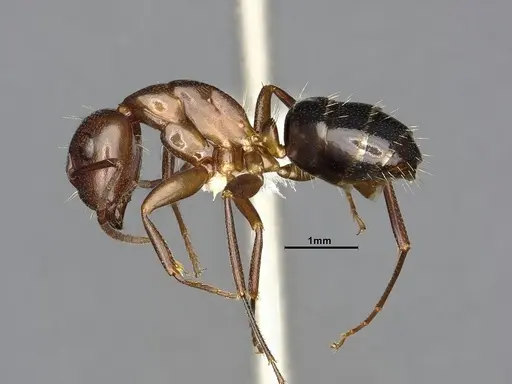 Camponotus decipiens - MEM290584