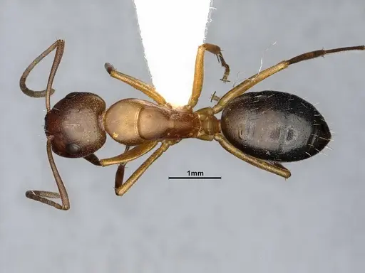 Camponotus decipiens - MEM290589