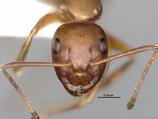 Camponotus decipiens - MEM290589