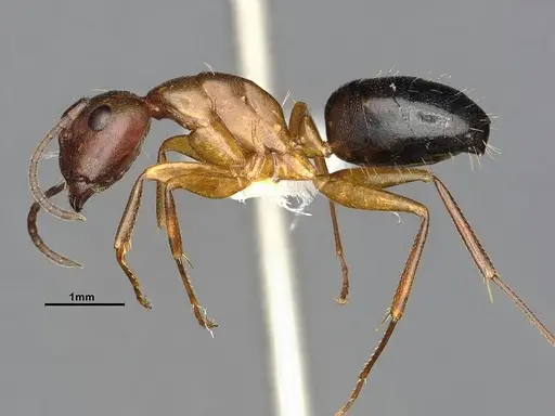 Camponotus decipiens - MEM290589