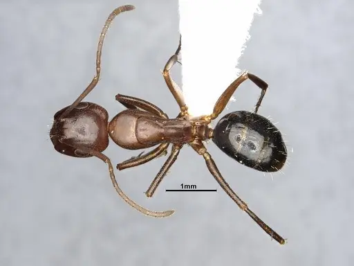 Camponotus decipiens - MEM302180
