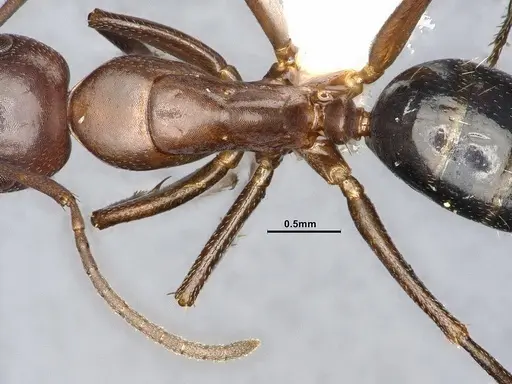 Camponotus decipiens - MEM302180