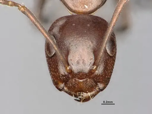Camponotus decipiens - MEM302180