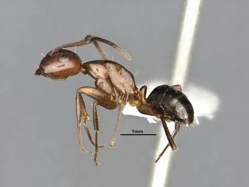 Camponotus decipiens - MEM302180