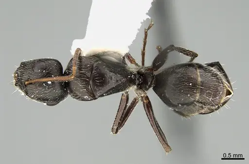 Camponotus declivus specimen