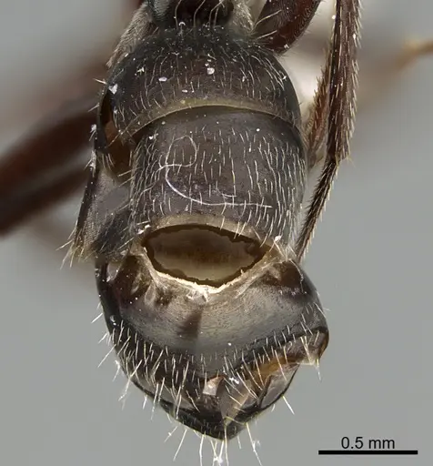 Camponotus declivus specimen